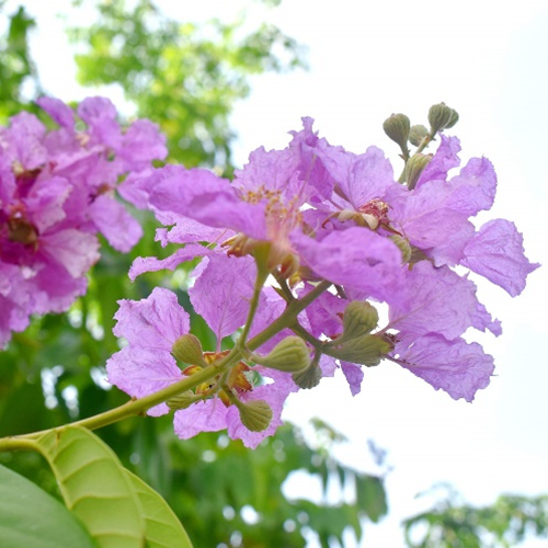 Banaba-Blattextrakt, Korosols&auml;ure