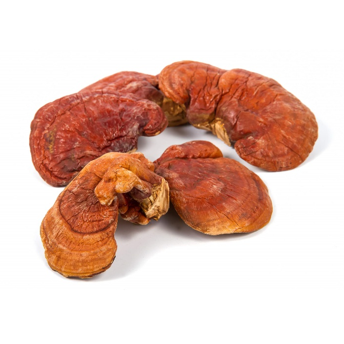 Estratto in polvere di funghi Reishi