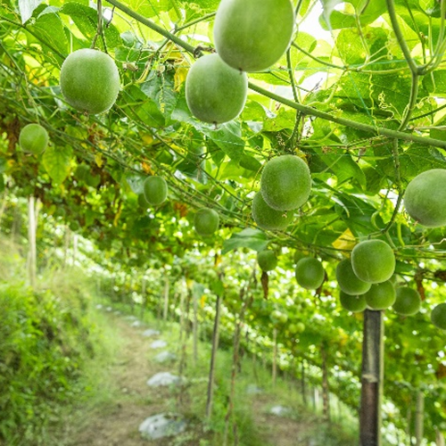 Jus Konsentrat Ekstrak Bubuk Buah Biksu