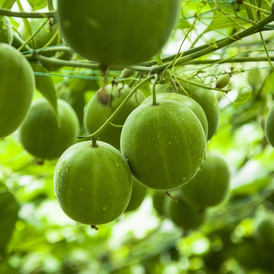 Ekstrak Buah Biksu Mogroside