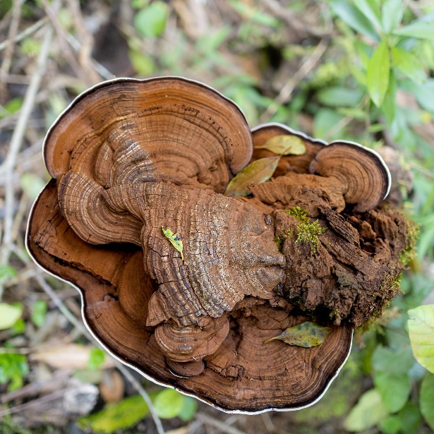 Estratto in polvere di Coriolus Versicolor
