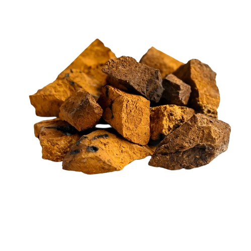 Chaga Pilz Polysaccharide