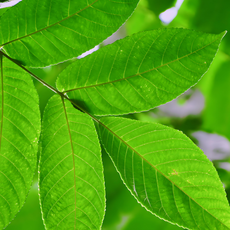 검은 호두 잎 분말