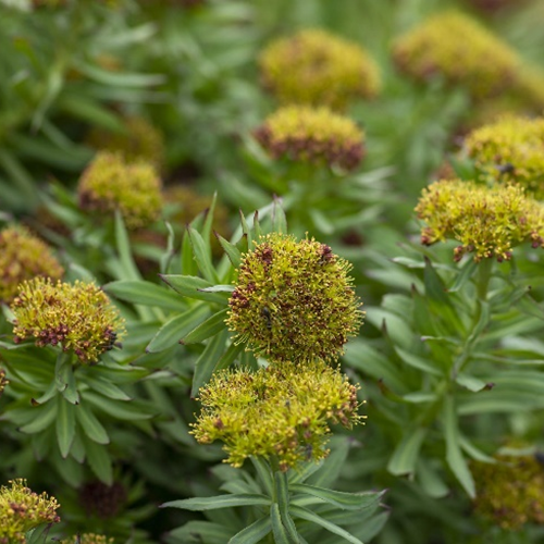 Rozenwortelpoederextract