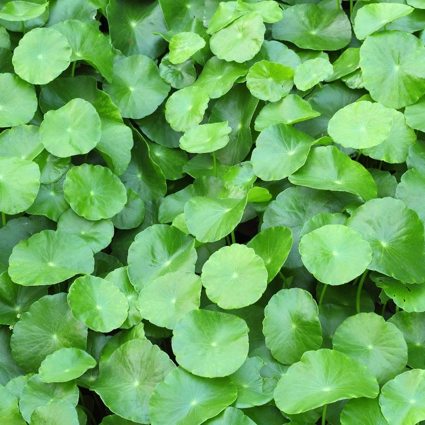 Centella Asiatica-Extrakt/Hydrocotyle Asiatica-Extrakt