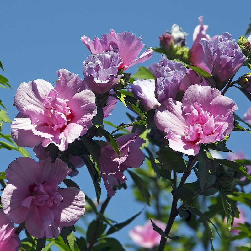Hibiscus Syriacus-bloemextract
