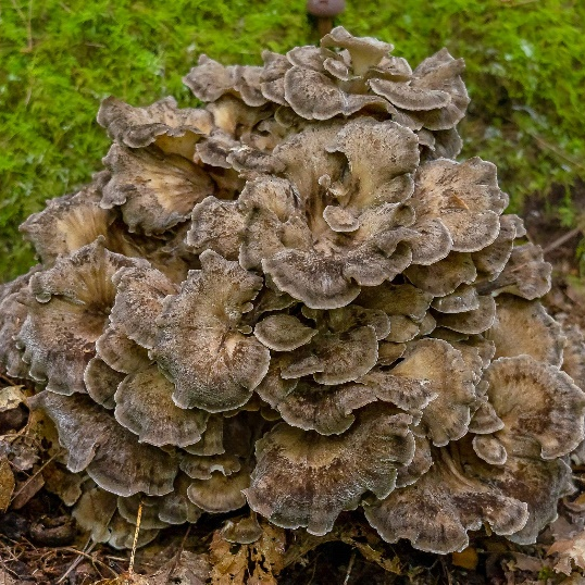 Chiết xuất bột Maitake