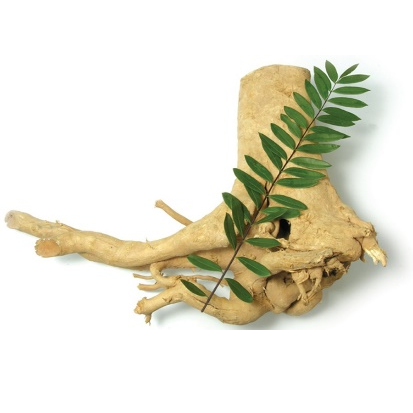 Tongkat Ali -Pulver Extrakt 100: 1 200: 1