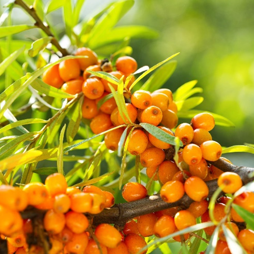 シーバックソーンオイル