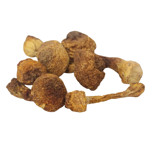Polisakarida Agaricus Blazei Murill