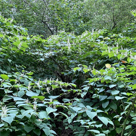 ジャイアントイタドリエキス レスベラトロール