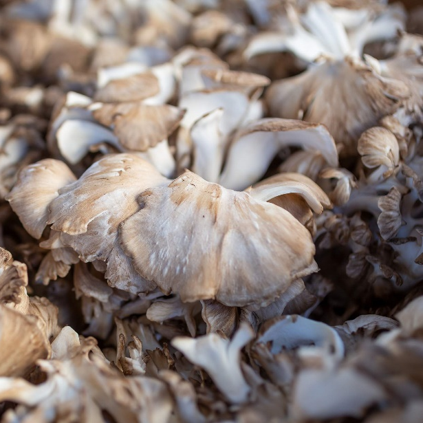 잎새버섯 추출물 다당류