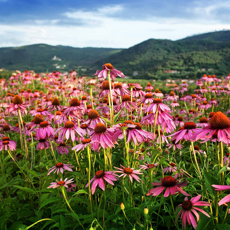 エキナセアエキス