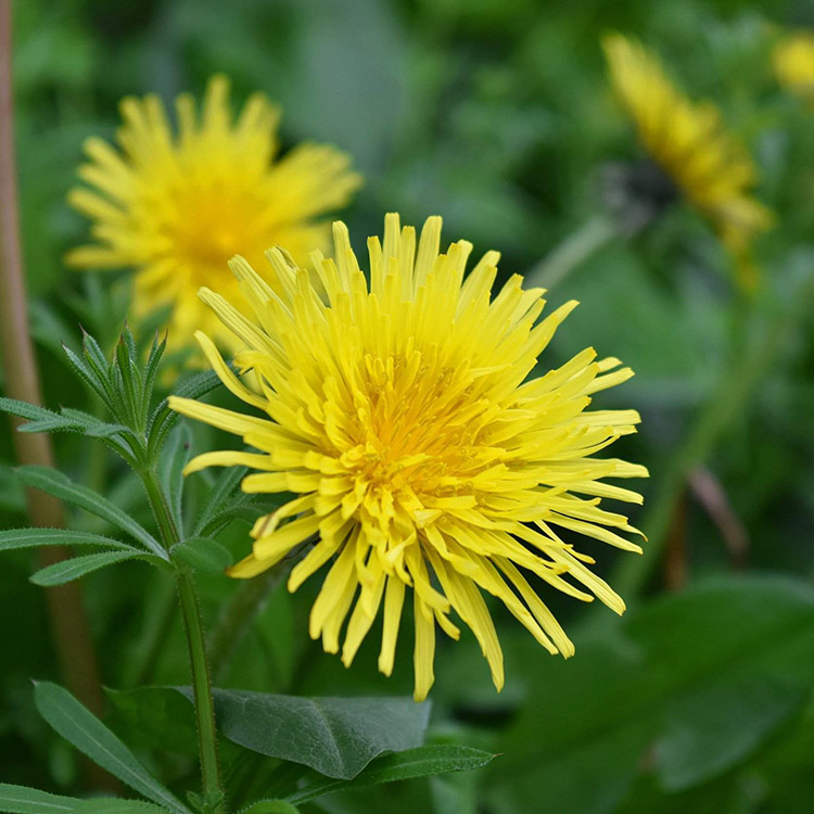 Ekstrak Dandelion