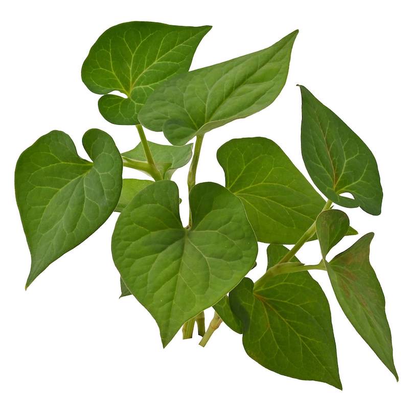 Estratto di Houttuynia di foglie di cuore