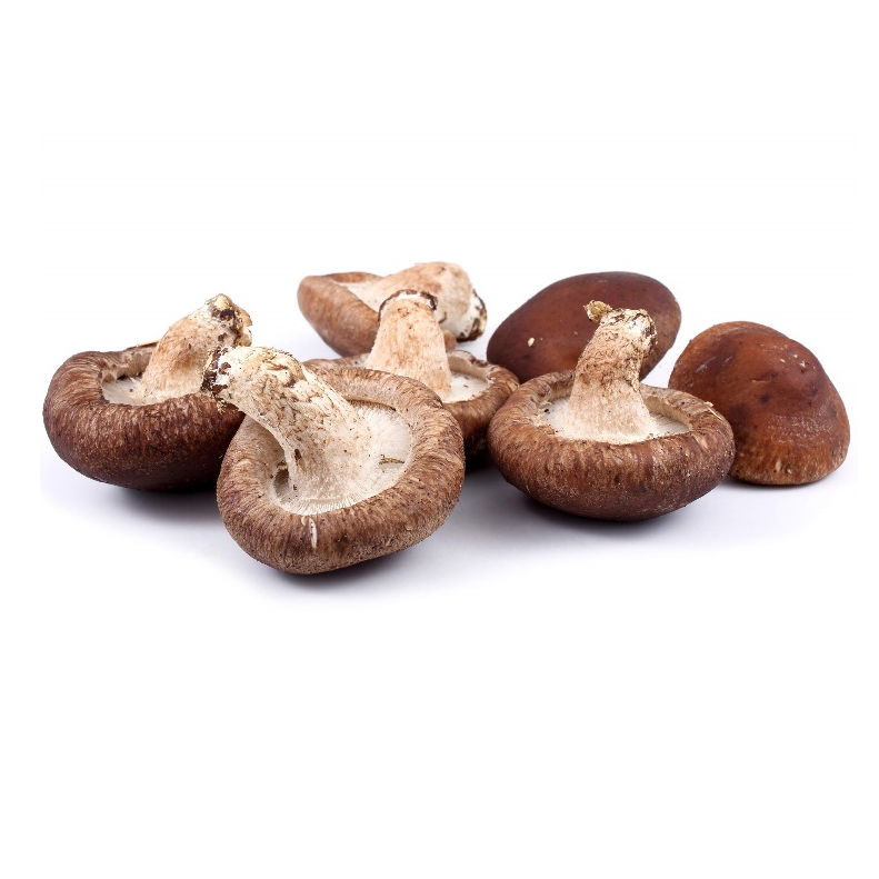 Polisakarida Ekstrak Shiitake