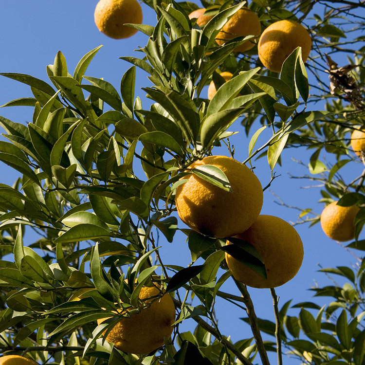 นรินทร์