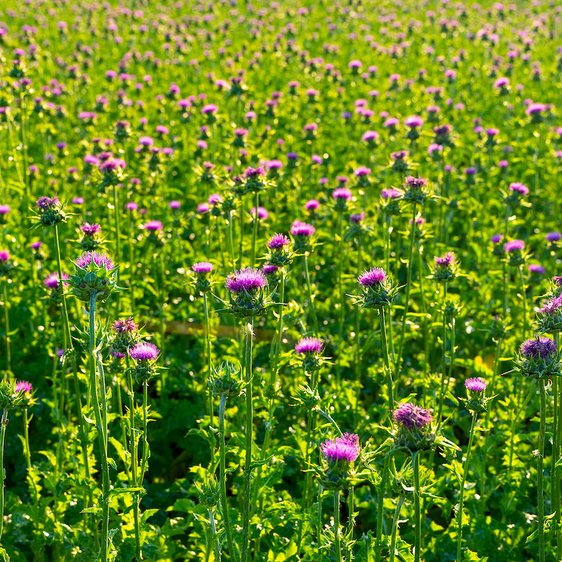 สารสกัดจากมิลค์ทิสเซิล