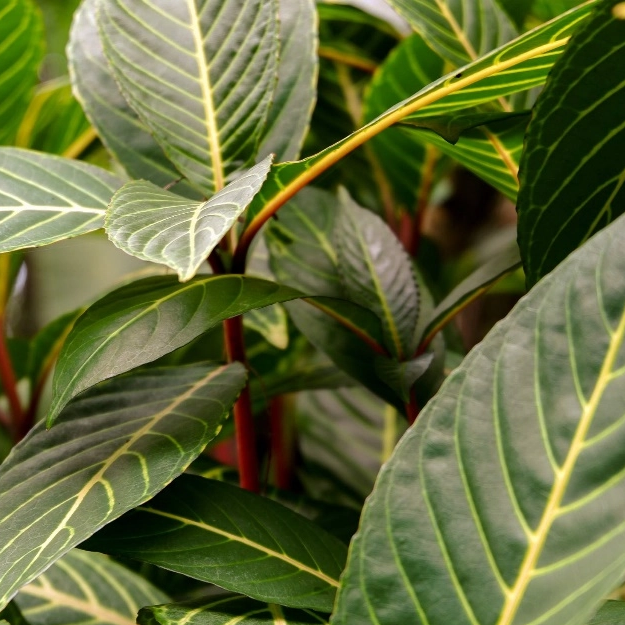 Chiết xuất l&aacute; Panax Notoginseng