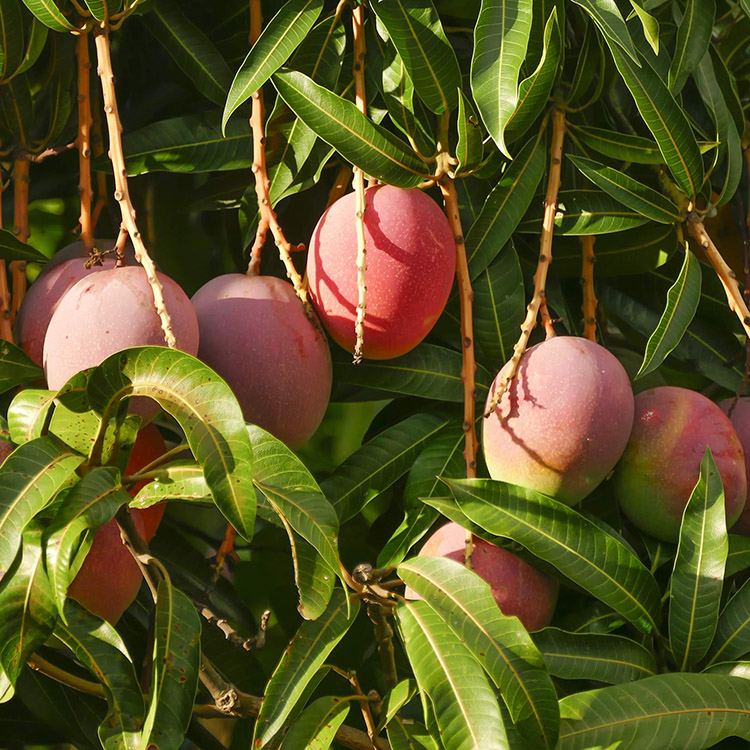 망고 잎 추출물