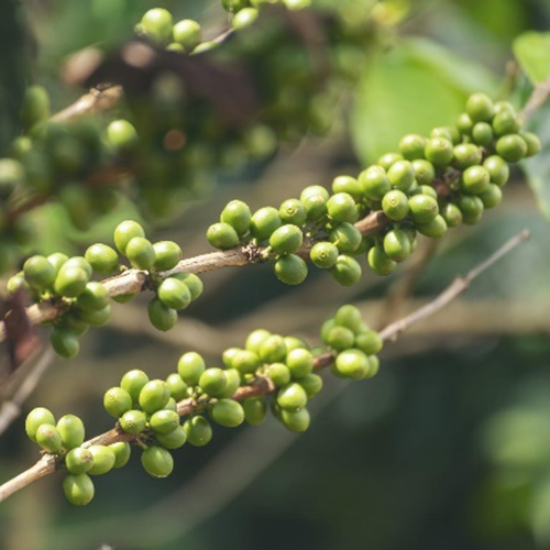 Acido clorogenico dei chicchi di caff&egrave; verde