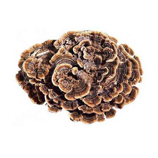 Polisakarida Ekstrak Coriolus Versicolor