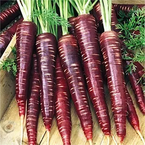 검은 당근 추출물