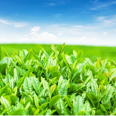 Teh Hijau Katekin EGCg