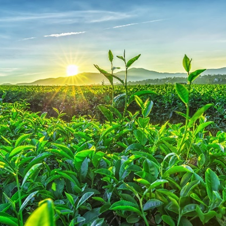 Zielona herbata L-teanina 60%