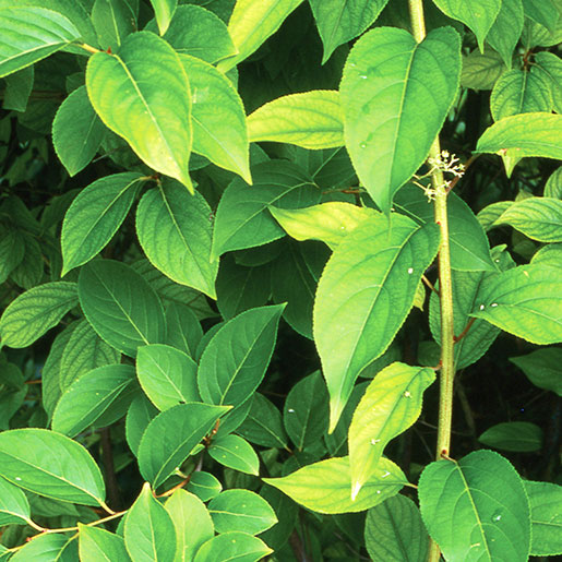 Czy ekstrakt z herbaty z chińskiej winorośli jest dobry na detoks wątroby?