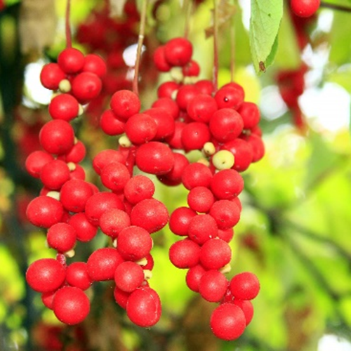 Ekstrak Bubuk Schisandra