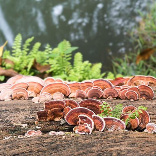 Reishi-Pilz-Polysaccharide