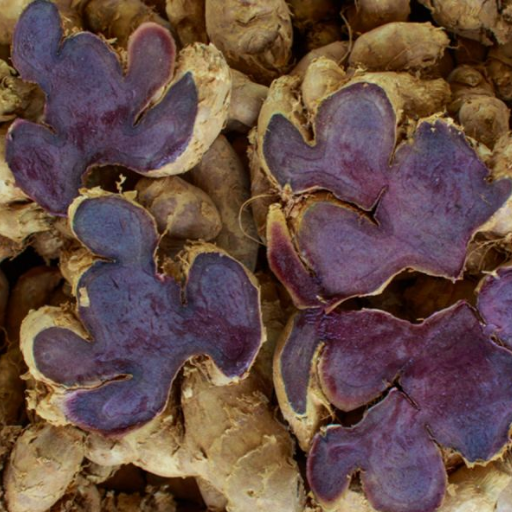 Schwarzer Ingwer-Extrakt