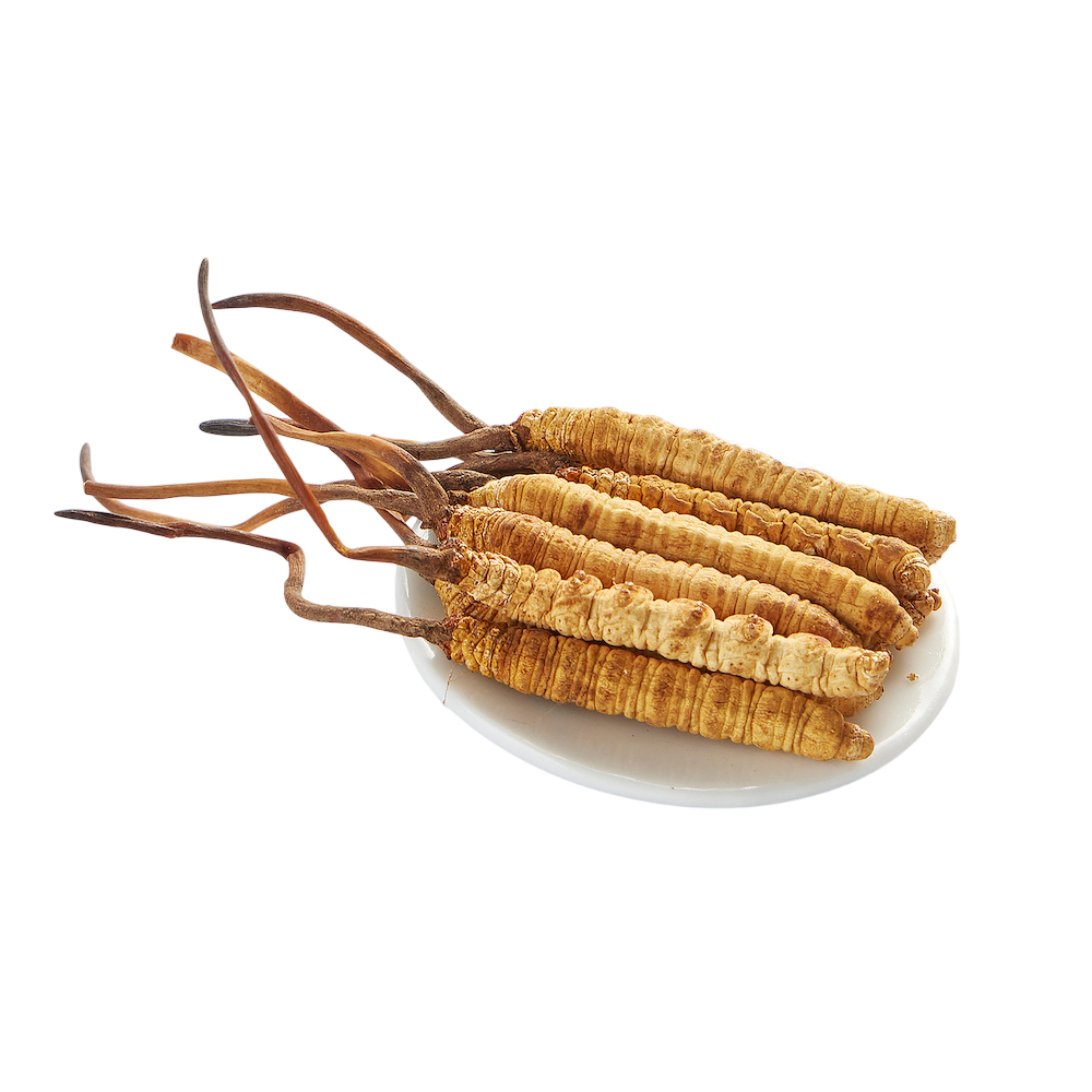 冬虫夏草粉末エキス