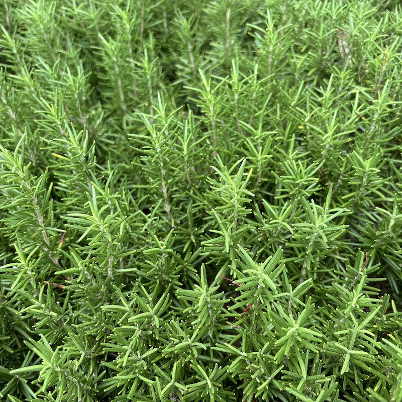 תמצית רוזמרין